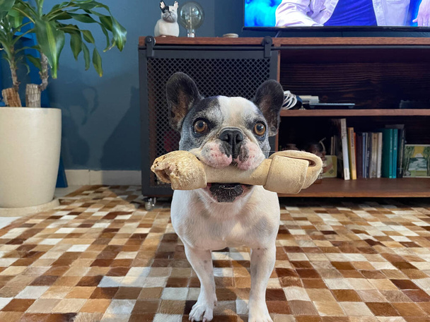 french bulldog dog with a bone in its mouth, indoors - Foto, Imagen