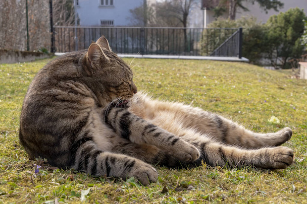 Um gato listrado jaz na grama e lambe sua pele. - Foto, Imagem