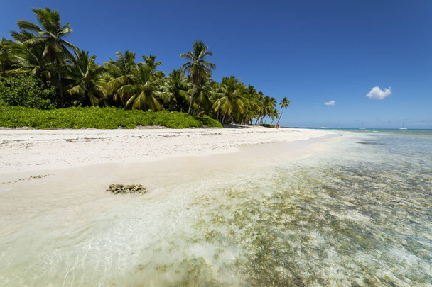 Tropical beach in caribbean sea, idyllic Saona island, Punta Cana, Dominican Republic - Fotoğraf, Görsel