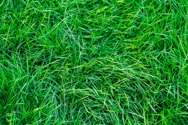 Green grass Background of beautiful green grass pattern Top view of bright grass garden Idea concept used for making green backdrop - Foto, Bild