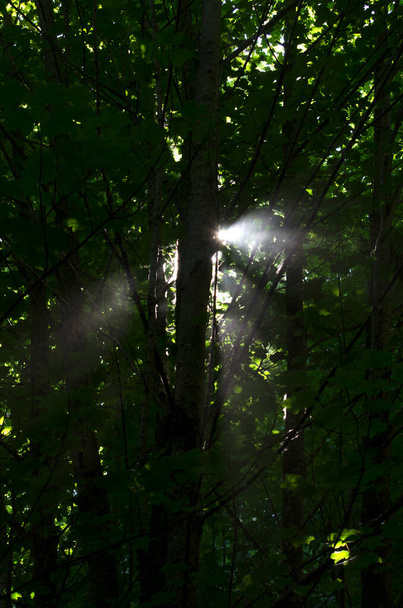 light passing through a forest, the sun passing through the leaves - Foto, imagen