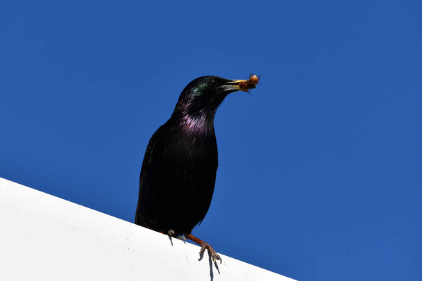 Colorful European Starling bird sits perched on a roof with a beetle in its beak - Фото, зображення