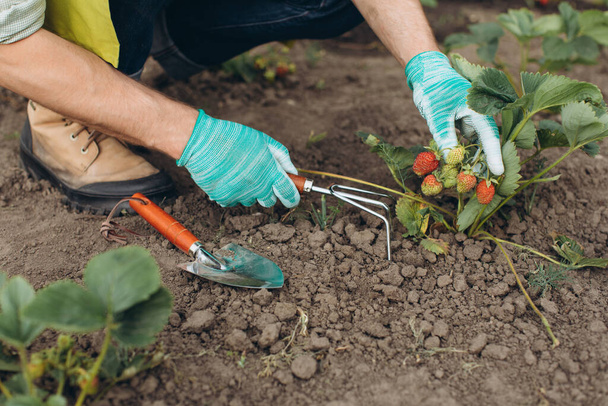 Egy férfi kertész, aki eperkertben dolgozik. - Fotó, kép
