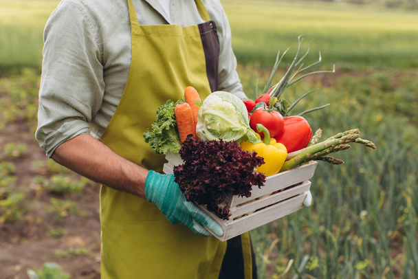 Чоловік тримає кошик зі свіжими овочами в саду, концепція садівництва
 - Фото, зображення
