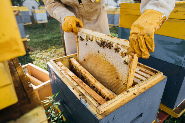 De imker houdt een honingcel met bijen in zijn handen. Bijenteelt. Apiarium. Werken bijen aan honingraat. Honingraat met honing en bijen close-up. - Foto, afbeelding