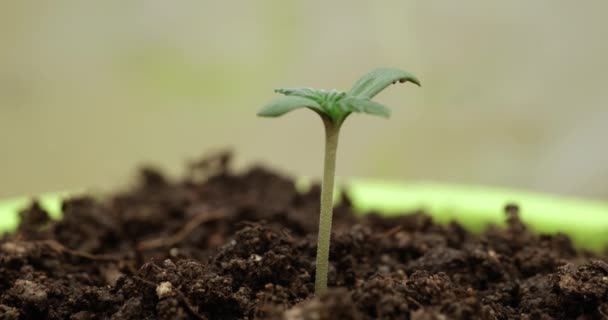 Временной интервал для выращивания свежей капусты. Крупный план прорастания и роста крошечных листьев - Кадры, видео