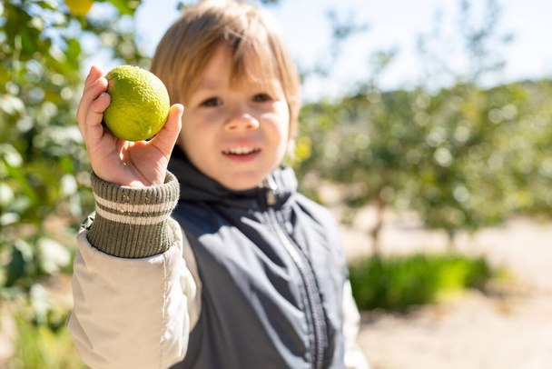Boldog gyerekkort. Fehér fiú segít a házimunkában citromot szedni a fáról. Kapcsolattartás a természettel, egészséges életmód. - Fotó, kép