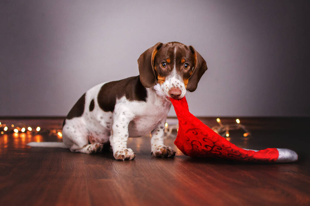 dachshund dog cute portrait home photo cozy magic light - Φωτογραφία, εικόνα