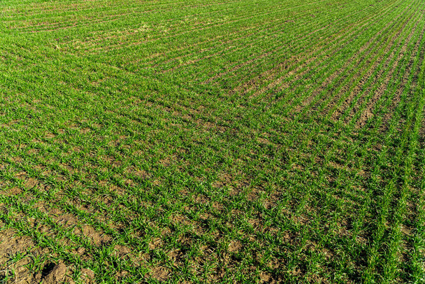 Rows of young wheat shoots on a wheat field. Agriculture and agronomy theme. - Photo, Image