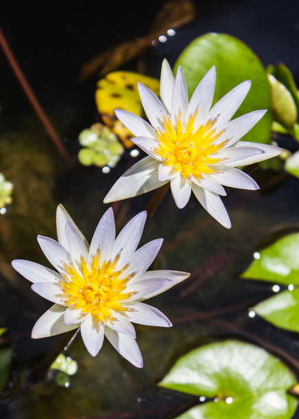 Beautiful white lotus in the pond - Photo, Image