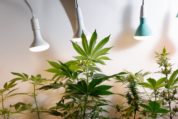 Marihuana recreativa y médica o planta de cannabis que crece en interiores  - Foto, Imagen