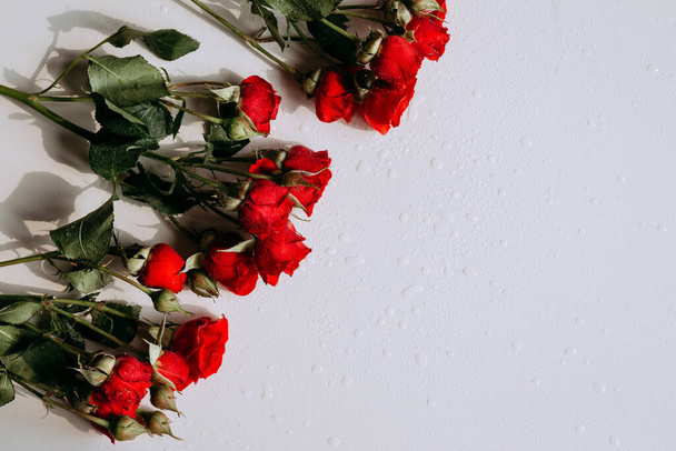 червоні троянди на білому тлі
 - Фото, зображення