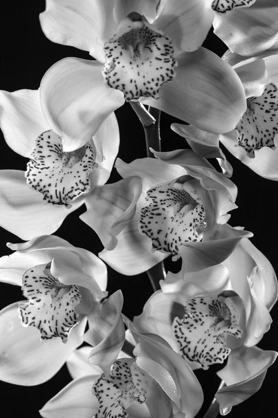 cymbidium of bootorchidee - Foto, afbeelding