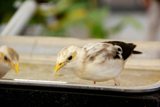 white starlings in search of food - Fotografie, Obrázek