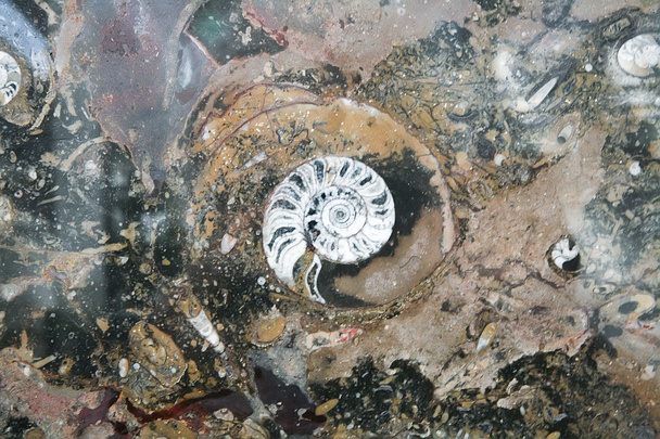 Steen met fossiele achtergrond - Foto, afbeelding