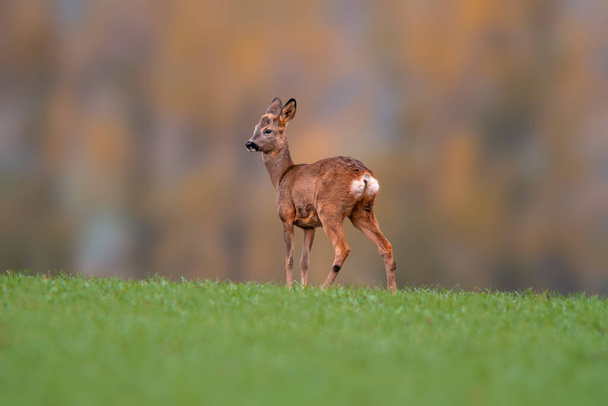nuori roebuck seisoo vihreällä niityllä keväällä - Valokuva, kuva