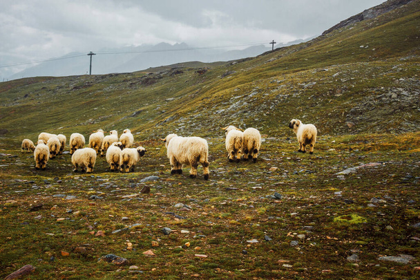 Herd of white sheeps. Cattle on meadow in Swiss mountains. Switzerland, Zermatt. Foggy farming landscape with muttons. - Photo, image
