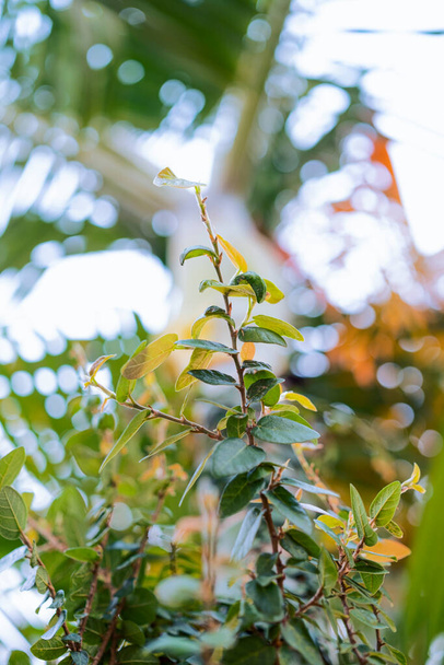 arkaplan bokeh üzerinde yapraklar ve dallar - Fotoğraf, Görsel