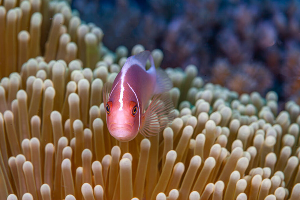 Amphiprion perideraion, also known as the pink skunk clownfish or the pink anemonefish, is a species of anemonefish  - Photo, Image