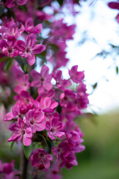 Close up of Spring nature background blooming fruit trees pink flowers - Φωτογραφία, εικόνα