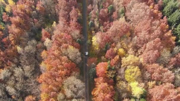 The bride and groom are walking in the autumn forest, video shooting from a birds eye view on a drone. On the day of the wedding, a young couple walks in a picturesque place of aerial video shooting. - Footage, Video