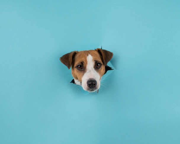 Funny dog muzzle jack russell terrier sticks out of a hole in a blue cardboard background - Foto, afbeelding