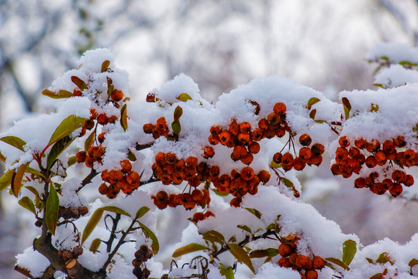 Pyracantha coccinea Firethorn under the snow. Garden in winter. - Fotografie, Obrázek