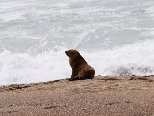 Sickly Sea Lion Sitting On Northern California Beach With Ocean In Background - 写真・画像