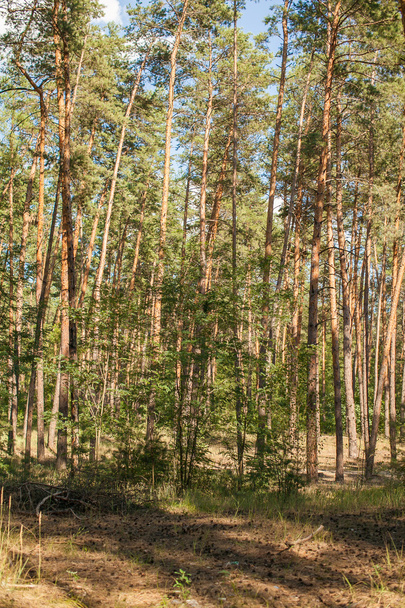 pine forest, pinewood - Photo, image