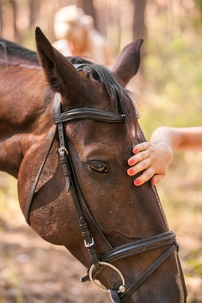Portrait of  horse - Foto, Bild