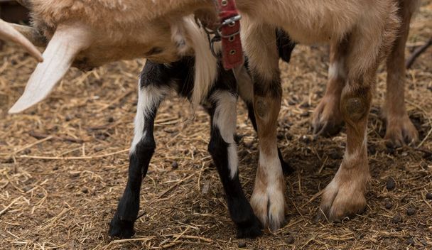Alpine Goat Dairy Animal. Maternidad, la relación entre una madre y una cabra recién nacida. - Foto, imagen