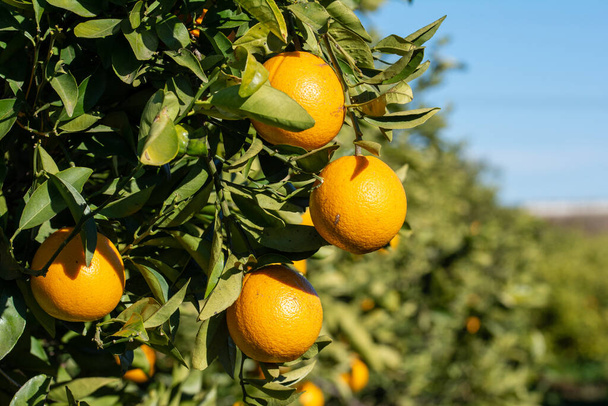 πορτοκάλια στο δέντρο - Φωτογραφία, εικόνα