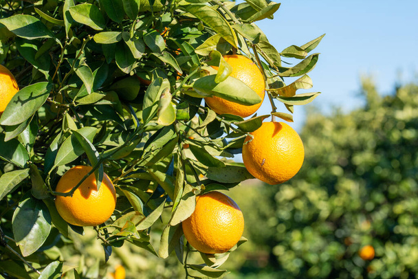 Oranges on the tree - Φωτογραφία, εικόνα