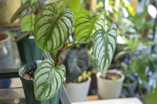 Philodendron mamei aff 'Silver Cloud', named because of the silvery variegation on the leaves. A tropical aroid plant - Photo, Image