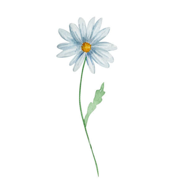 Akwarela dzikie kwiaty, delikatna ilustracja botaniczna do projektowania kart i zaproszeń - Zdjęcie, obraz