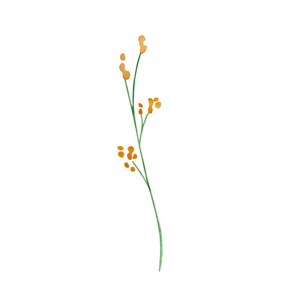 Акварельні польові квіти, тонка ботанічна ілюстрація для дизайнерських листівок та запрошень
 - Фото, зображення