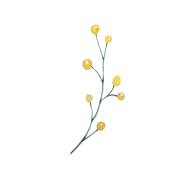 Watercolor wildflowers, delicate botanical illustration for design cards and invitations - 写真・画像