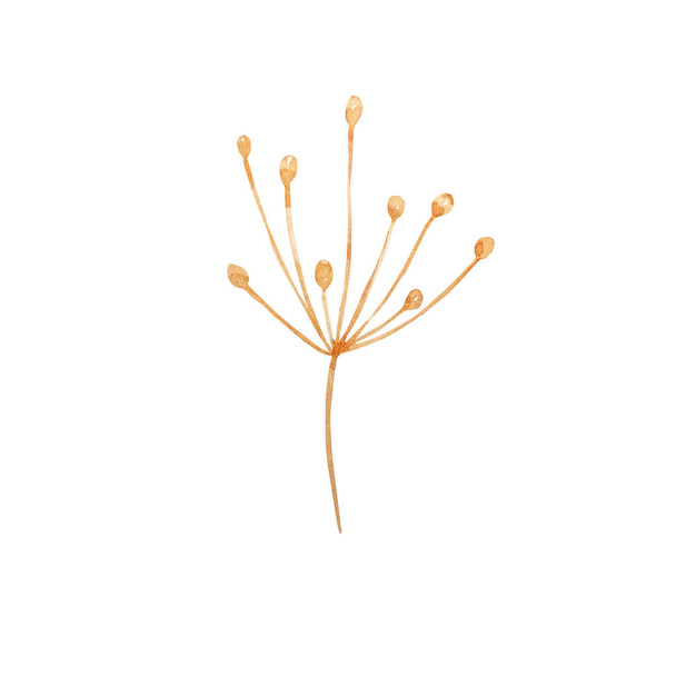 Акварельні польові квіти, тонка ботанічна ілюстрація для дизайнерських листівок та запрошень
 - Фото, зображення