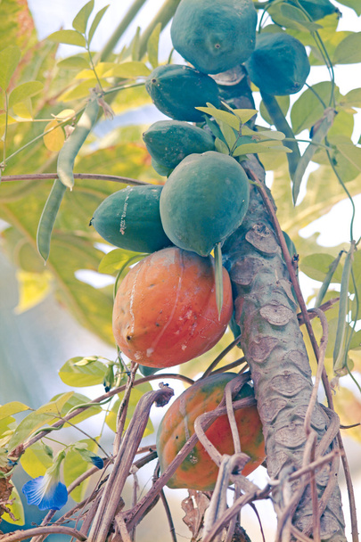 Papayas sobre árbol, Carica papaya, Caricaceae, Maharashtra, India
 - Foto, Imagen