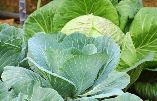 cabbage - Photo, Image
