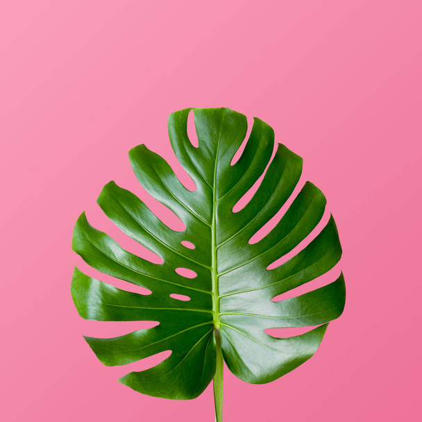 Tropical leaves monstera on pink background. Top view - Φωτογραφία, εικόνα