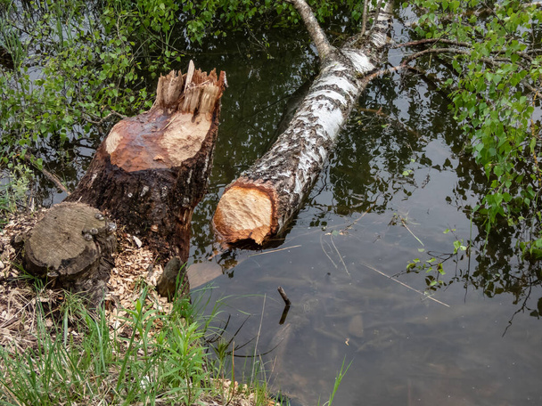 Gran tronco de abedul con daños en la actividad del castor y signos en el tronco de madera de los dientes. Árbol cortado por castor caído en el agua - Foto, Imagen