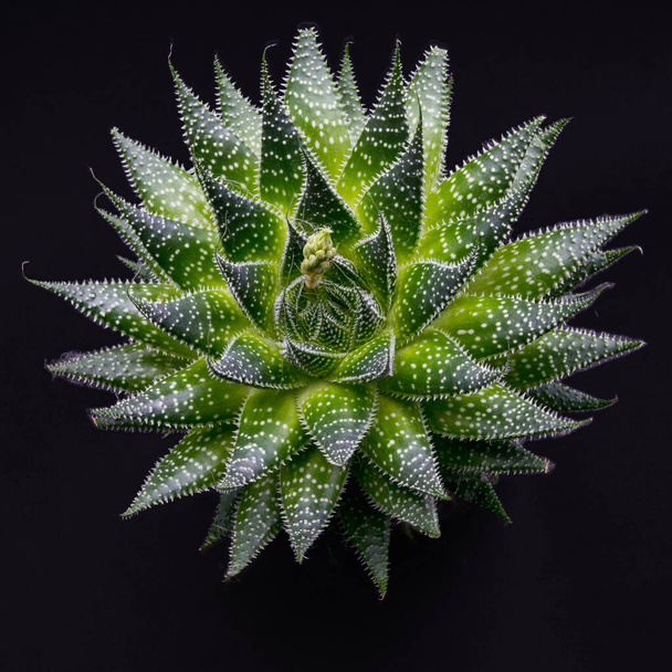Aloe aristata roseta com botão, close-up em fundo preto - Foto, Imagem