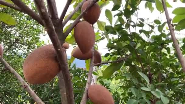 Mamey Sapote nebo Big Sapodilla Sapota Ovocná rostlina - Záběry, video