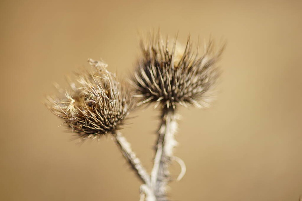 Thorn dry plant in sunny day. Macro image - Fotoğraf, Görsel