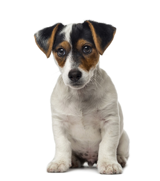 (2 hónapos Jack Russell Terrier kiskutya) - Fotó, kép