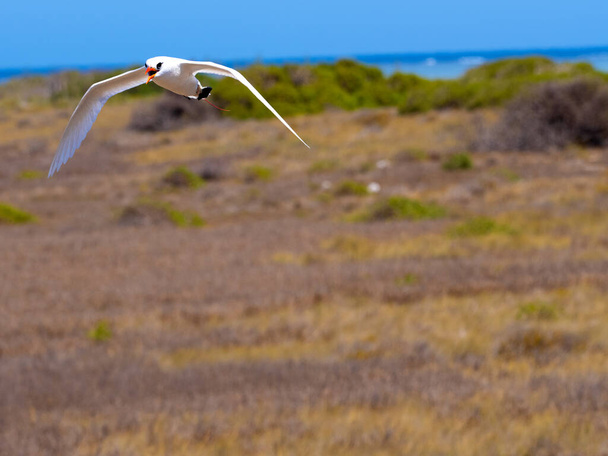 Red-tailed Tropicbird, Phaethon Rubricauda, nesting on the island of Nosy Ve, Fograph is most often in flight. Nosi Ve. Madagascar. - Photo, image
