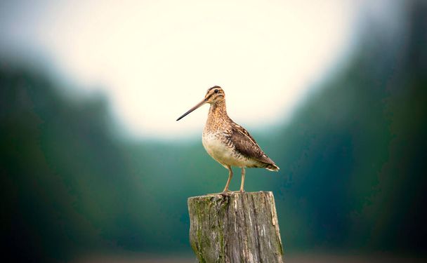 El común Snipe Gallinago en busca de comida en el prado y moscas y se sienta en postes de madera, la mejor foto. - Foto, imagen