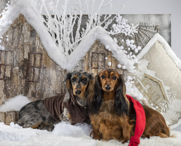 Dachshunds in front of a Christmas scenery - Photo, Image