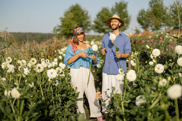 Boldog férfi és egy nő felveszi Dahlia virágait, miközben a vidéki virágfarmon dolgoznak naplementekor. Fogalom egy kis vállalkozás növekvő dália a nyári kertben - Fotó, kép
